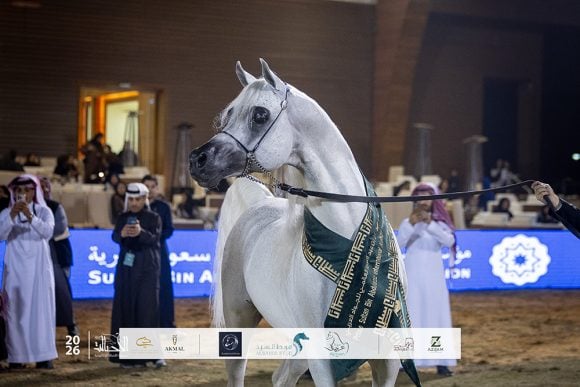 النتائج النهائية بالصور لبطولة عروض الخيل العربية بمهرجان الأمير سلطان العالمي 2026
