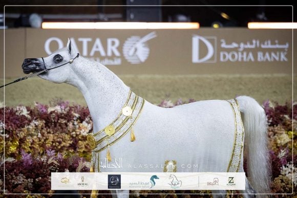 النتائج النهائية بالصور لجولة الجياد العربية 2026 – الدوحة