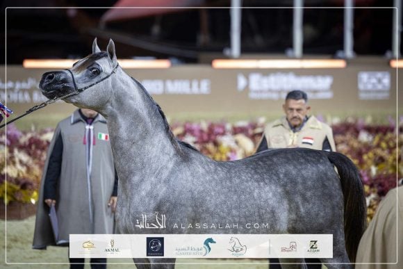 نتائج اليوم الثاني لجولة الجياد العربية 2026 – الدوحة