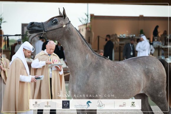 نتائج اليوم الأول لجولة الجياد العربية – مسقط 2026