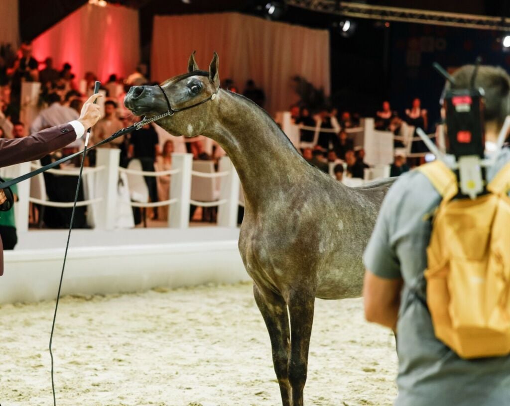 المركز ١ — آر دي إس دوناتيلو — RDS DONATELLO