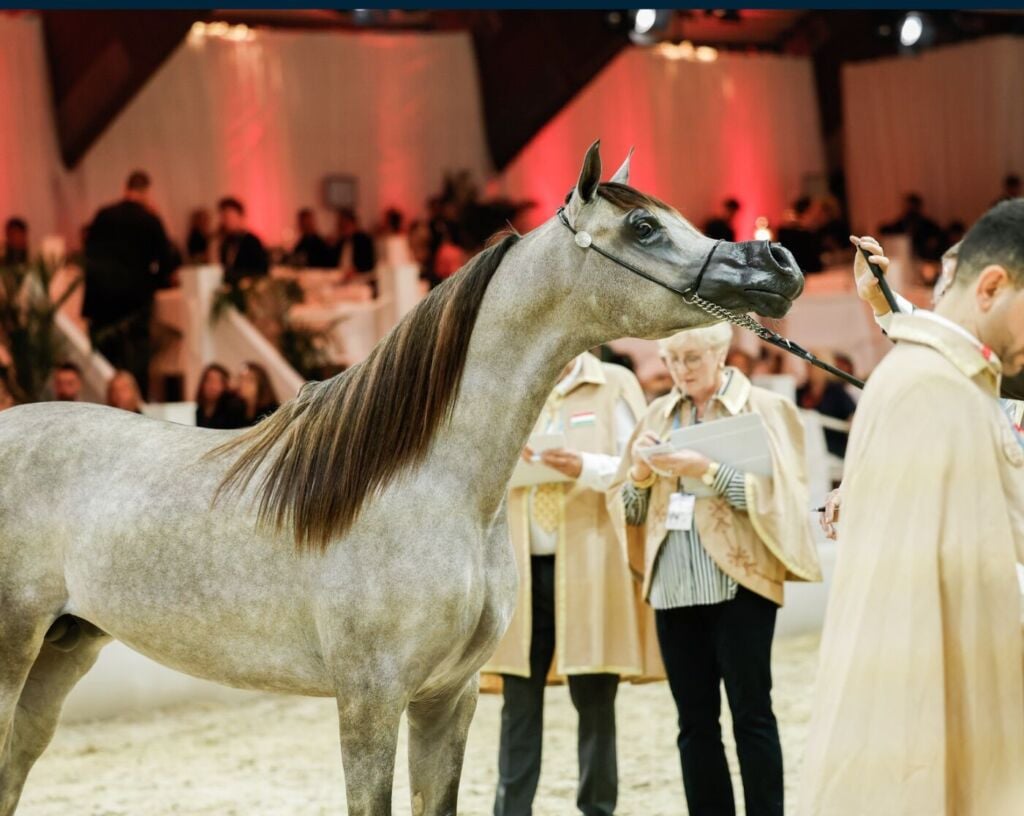 المركز ٢ — دينار الشقب — DINAR AL SHAQAB