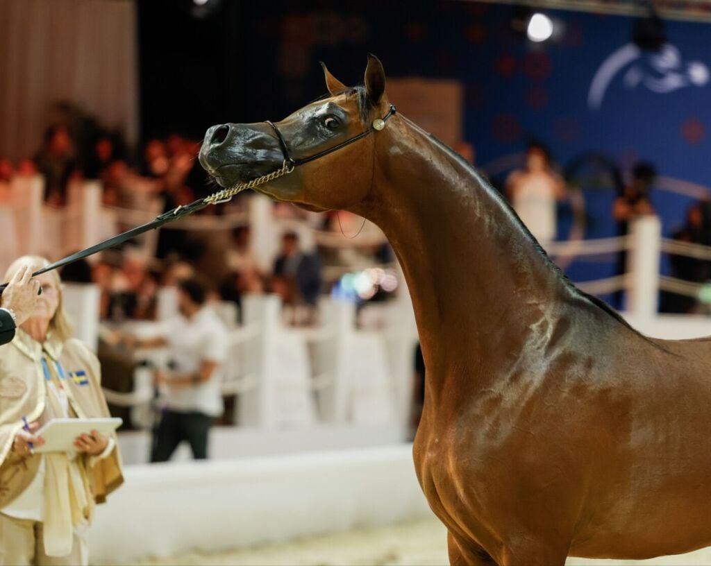 المركز ٣ — جيلاتو — GELLATTO