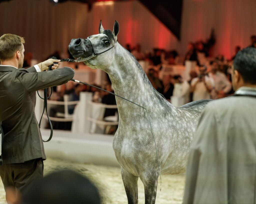 المركز ٣ — سيناترا — SYNATRA