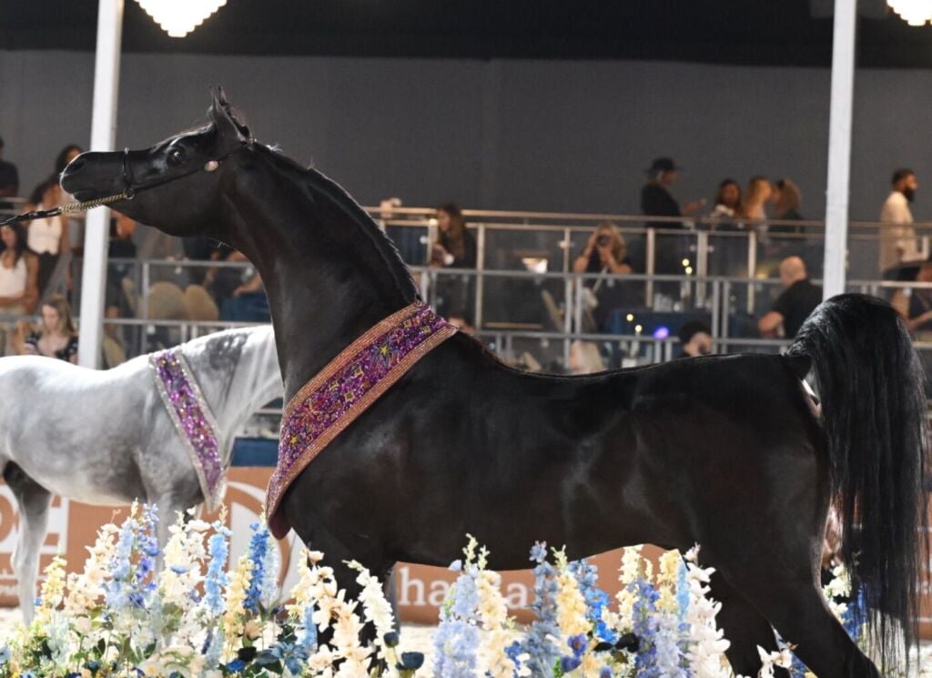 البرونز — أدهم صارم — ADHM SARM
