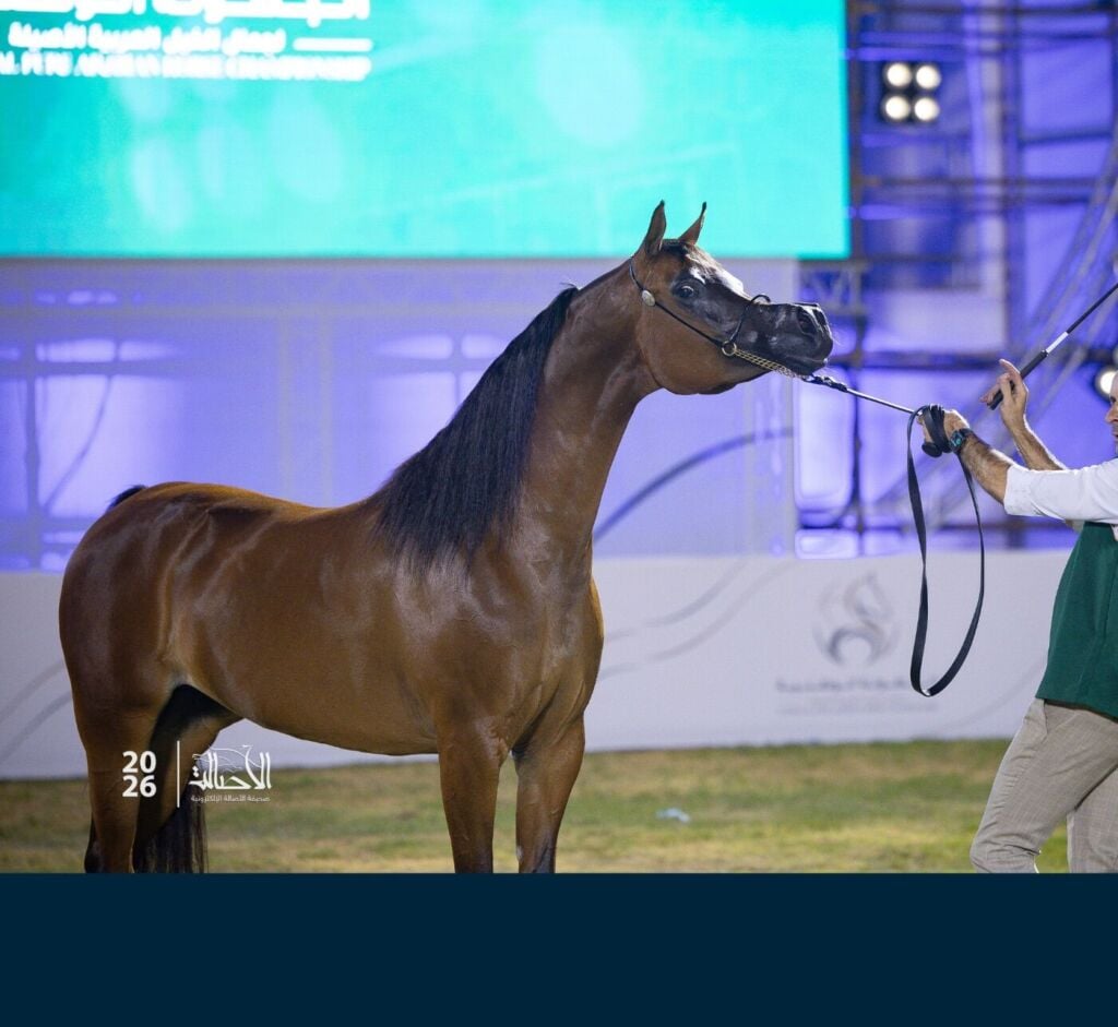 البرونز — دمشق السيد — DEMASHEQ ALSAYED