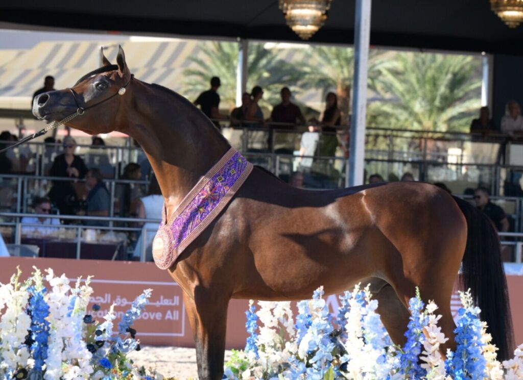 البرونز — مليونير إتش بي في — MILLIONAIR HBV