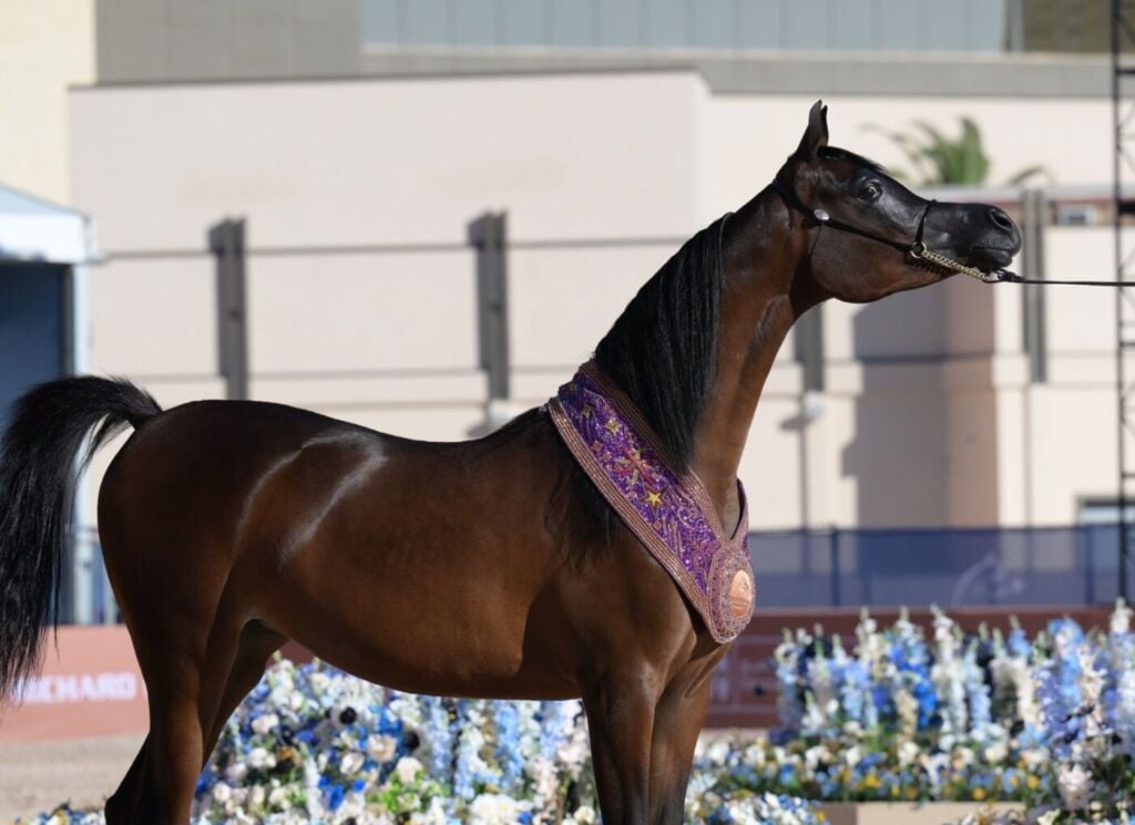 البرونز — رويال إستريلا — ROYAL ESTRELLA