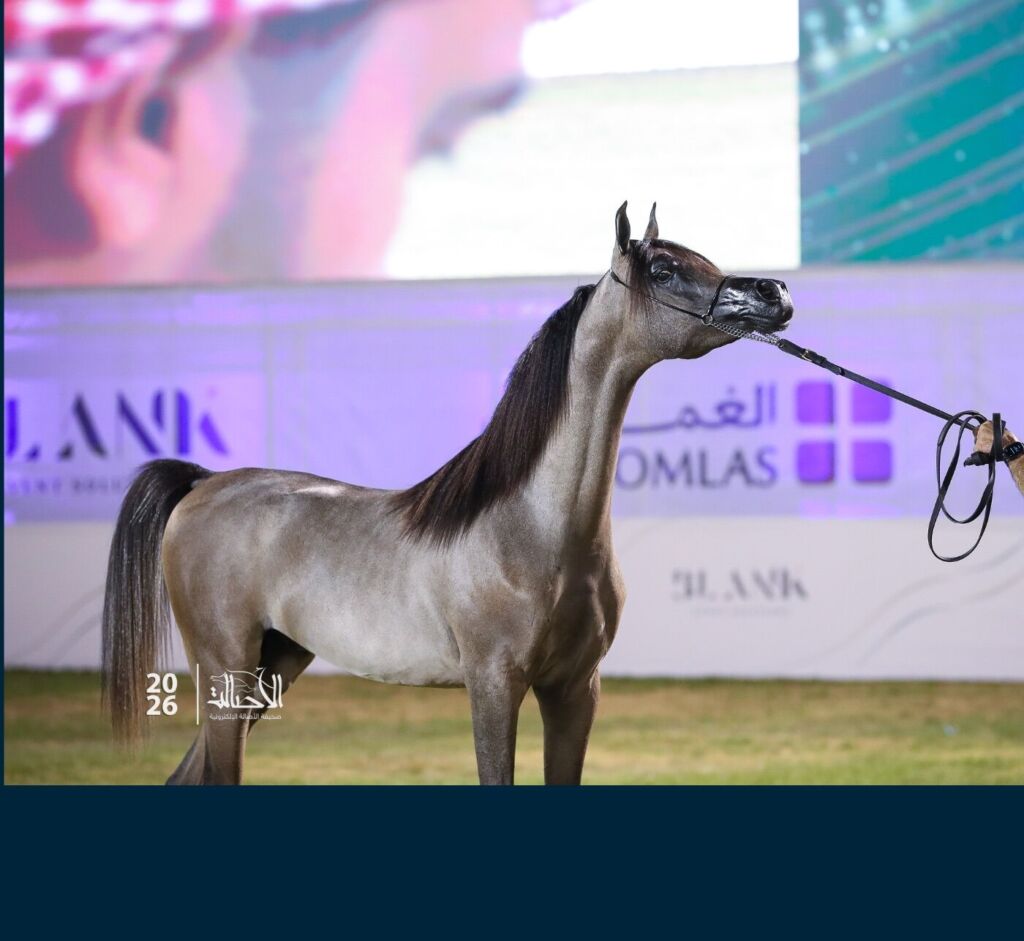 الذهب — بيرق قيصر العرب — BAYRAQ QAISER AL ARAB