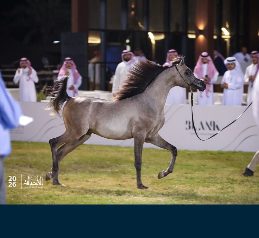 الذهب — بيرق قيصر العرب — BAYRAQ QAISER AL ARAB