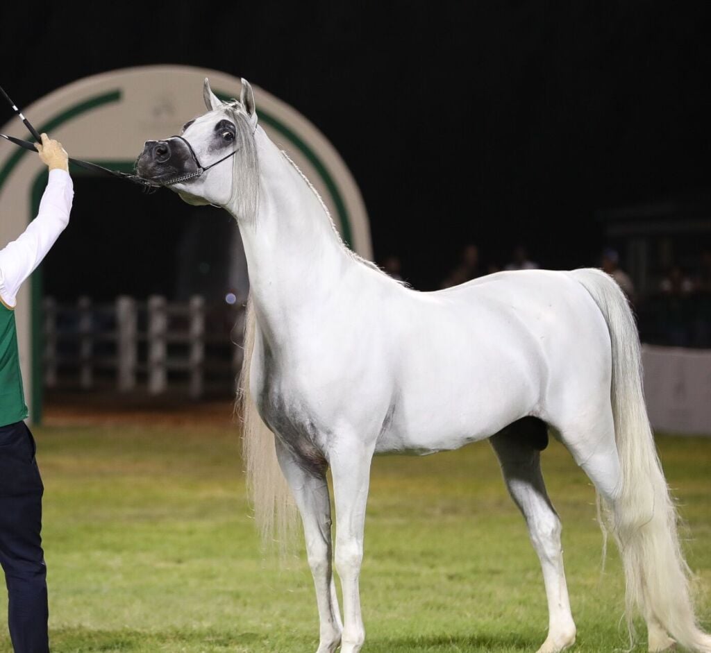 الفضة — سلطان التنهاة — SULTAN AL TINHAT