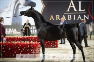 صور مقتطفة من بطولة الشراع الدولية 2024 للخيل العربية