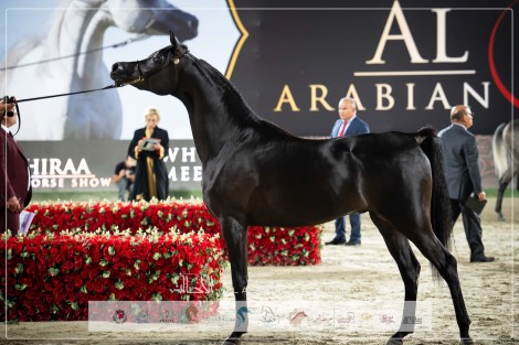 صور مقتطفة من بطولة الشراع الدولية 2024 للخيل العربية