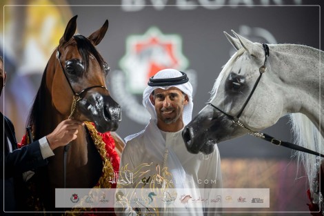 النتائج النهائية بالصور لبطولة الشراع الدولية 2024 للخيل العربية