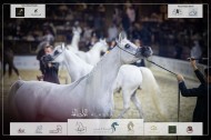 بطولة كتارا الدولية لعروض الخيل العربية “تايتل شو” أول محطات جولة الجياد العربية تنطلق يوم غد الخميس