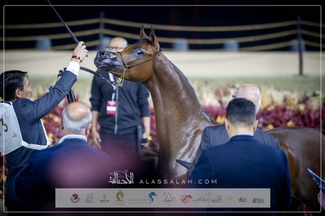 صور مقتطفة لليوم الأول من بطولة كتارا الدولية 2024 للخيل العربية الأصيلة – جولة الجياد العربية الدوحة