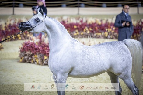 صور مقتطفة لليوم الثاني من بطولة كتارا الدولية 2024 للخيل العربية الأصيلة – جولة الجياد العربية الدوحة