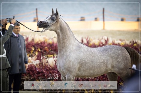 نتائج اليوم الثاني لبطولة كتارا الدولية لعروض الخيل العربية “تايتل شو” 2024 – جولة الجياد العربية الدوحة