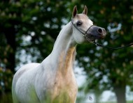 مبيعات مزاد فخر بولندا ٢٠١٣ بمجموع ٢ مليون يورو والأغلى «الصغيرة» لمربط عجمان