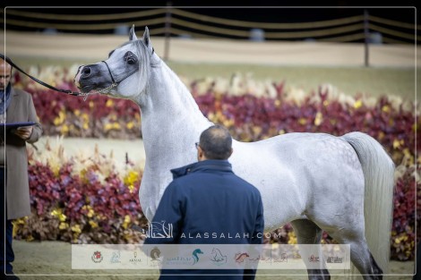 صور مقتطفة لليوم الثالث من بطولة كتارا الدولية 2024 للخيل العربية الأصيلة – جولة الجياد العربية الدوحة