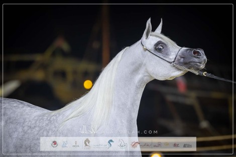 النتائج النهائية بالصور لبطولة كتارا الدولية لعروض الخيل العربية “تايتل شو” 2024 – جولة الجياد العربية الدوحة