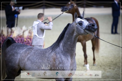 صور مقتطفة لليوم الختامي من بطولة كتارا الدولية 2024 للخيل العربية الأصيلة – جولة الجياد العربية الدوحة