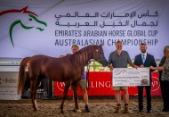 أستراليا تدشن أول فعاليات كأس الإمارات العالمي لعروض الخيل العربية عبر بطولتها الدولية