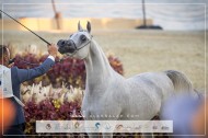 صور مقتطفة لليوم الثاني من بطولة كتارا للخيل العربية الجزيرية الأصيلة