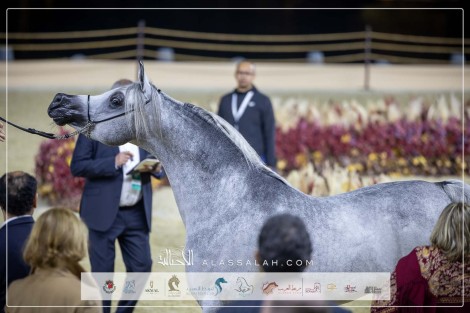 صور مقتطفة لليوم الثالث من بطولة كتارا للخيل العربية الجزيرية الأصيلة