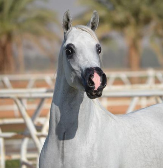 هتان المحمدية