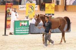 أكثر من 100 خيل تفتح شهية ملاك الخليج بمزاد قلعة الرمال غداً