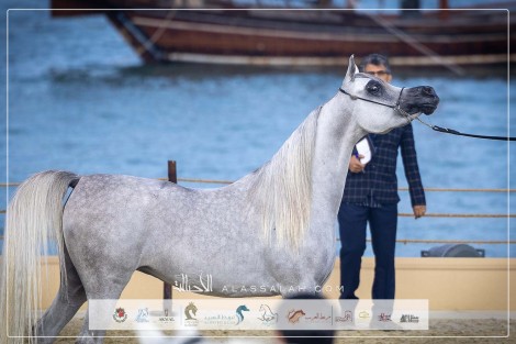 صور مقتطفة لليوم الختامي من بطولة كتارا للخيل العربية الجزيرية الأصيلة