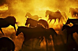 بالفيديو .. إصابة وتلفيات بسبب خيول شرطة المكسيك