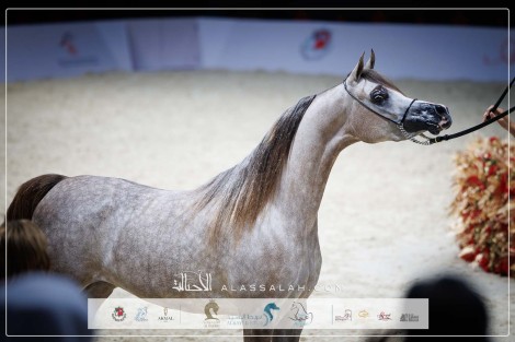 صور مقتطفة لليوم الأول من بطولة ابوظبي الدولية 2024 للخيل العربية