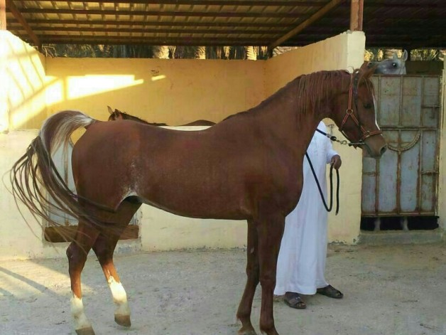 أشقر العاديات