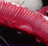 حمى الحافر أو (الحمرة) .. خطر يمكن تفاديه – الجزء الأول