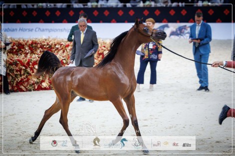 صور مقتطفة لليوم الثاني من بطولة ابوظبي الدولية 2024 للخيل العربية – جولة الجياد العربية