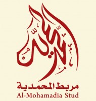 حصرياً: «المحمدية» يعلن قريباً فتح عدد كبير من الفحول البارزة للتشبية دعماً للخيل العربية في السعودية