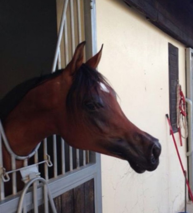 شبيب الهواجر