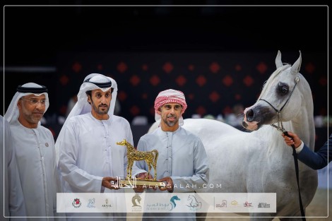 نتائج اليوم الثالث لبطولة أبوظبي الدولية للخيل العربية 2024 – جولة الجياد العربية