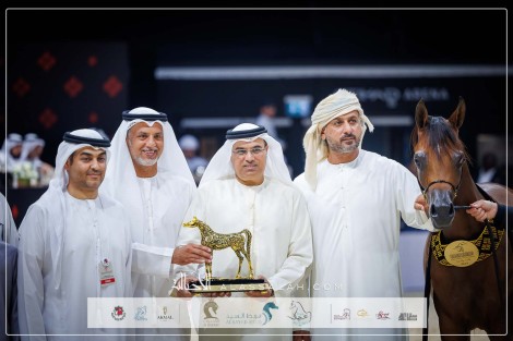 النتائج النهائية بالصور لبطولة أبوظبي الدولية للخيل العربية 2024 – جولة الجياد العربية
