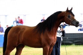 «دبي» يسجل ثلاثية ذهبية في إيطاليا و «إل رشيم» يلفت أنظار الجمهور