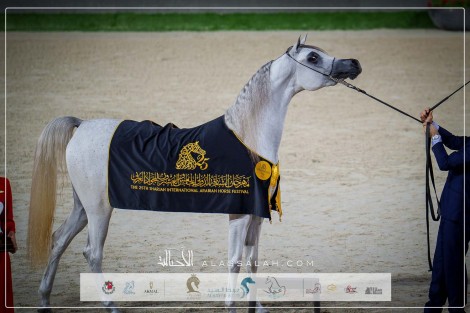 صور مقتطفة من مهرجان الشارقة الدولي الـ25 للجواد العربي 2024