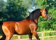 حصرياً: «المحمدية» إثنا عشر (١٢) فحلاً متاحة للتشبية هذا الموسم