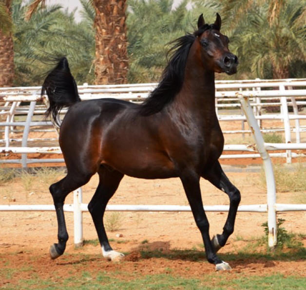 مستيكا سترايك