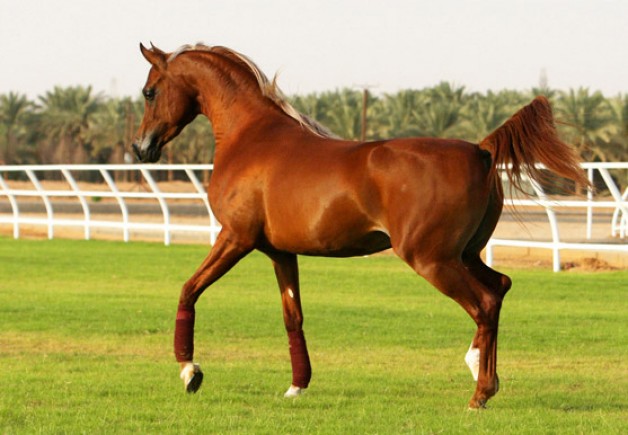 نايف المحمدية