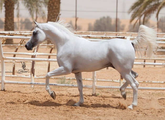 نواف المحمدية