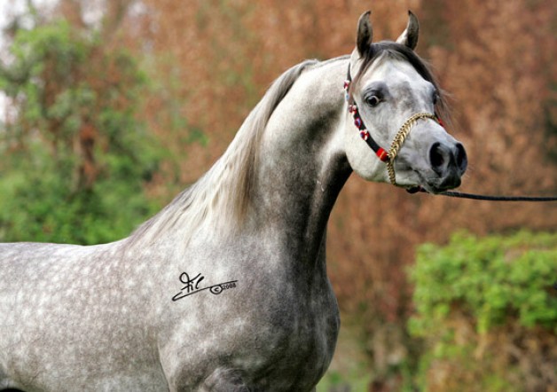 نسج كيدارس تليجر