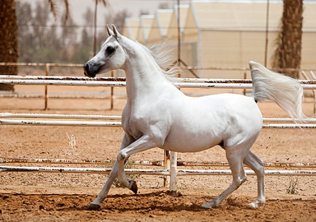 ريمان المحمدية