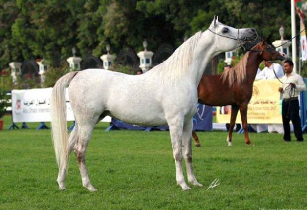 سلمان المحمدية